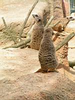 Suricate (Suricata suricatta)(ord Carnivores)(fam Herpestides)(05)